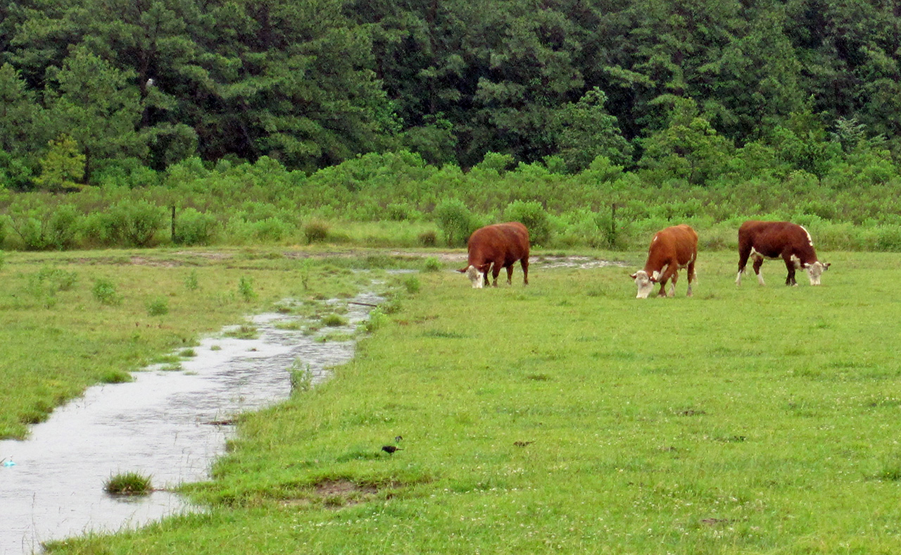 <p>Unrestricted grazing next to a drainage ditch can negatively affect water quality and stream habitat.</p>