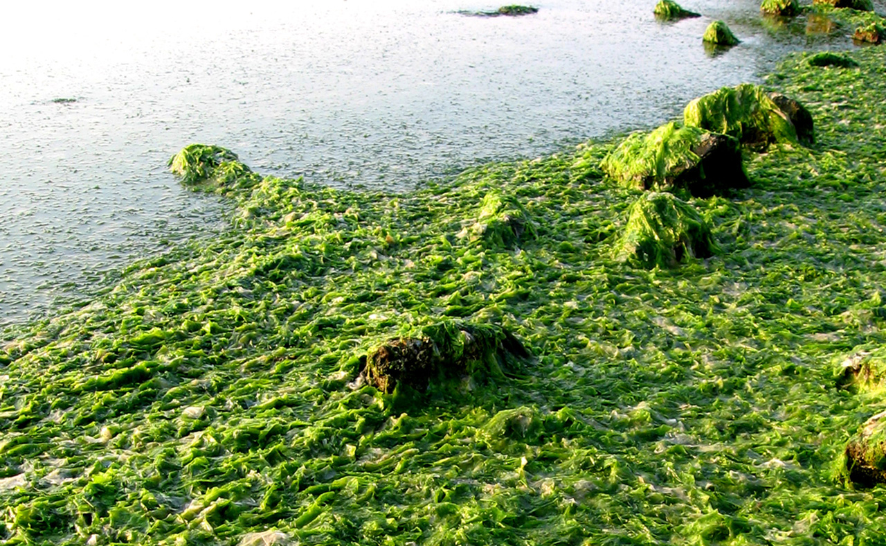 <p>Too many nutrients such as phosphorus in the Bay create large mats of floating algae, preventing sunlight from penetrating the water.</p>
