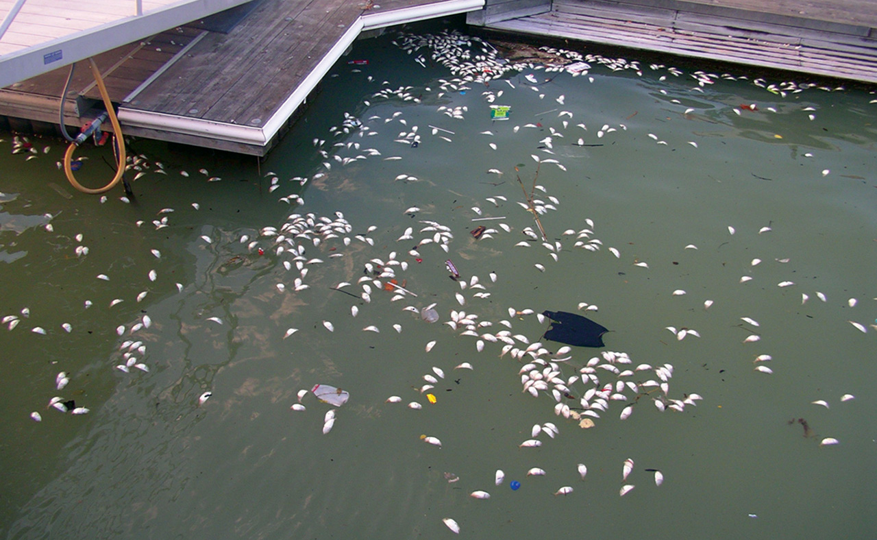 <p>Low dissolved oxygen levels may lead to fish kills, such as this one in Baltimore Harbor. Source: MD Department of the Environment.</p>