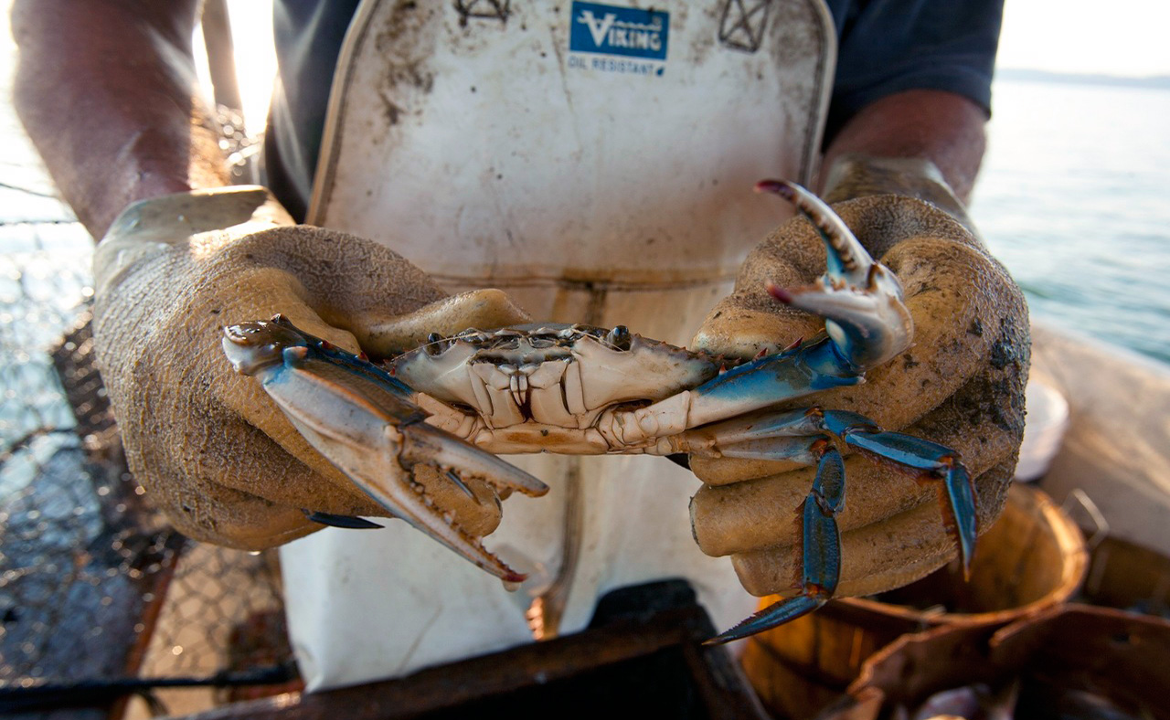 <p>The blue crab fishery in the Bay is approximately 93% commercial and 7% recreational. Source: US Department of Agriculture.</p>