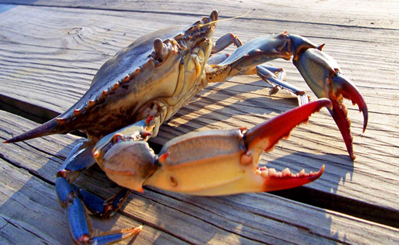 <p>Blue crabs are good indicators of Bay health because they live in many different parts of the Bay during their lifetime. Source: Chesapeake Bay Foundation.</p>