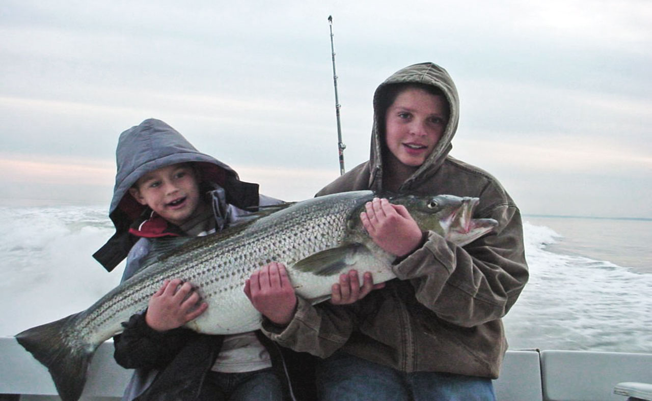 <p>Known for its size and fighting ability, the striped bass is a highly prized catch in the Bay. Source: MD Department of Natural Resources.</p>