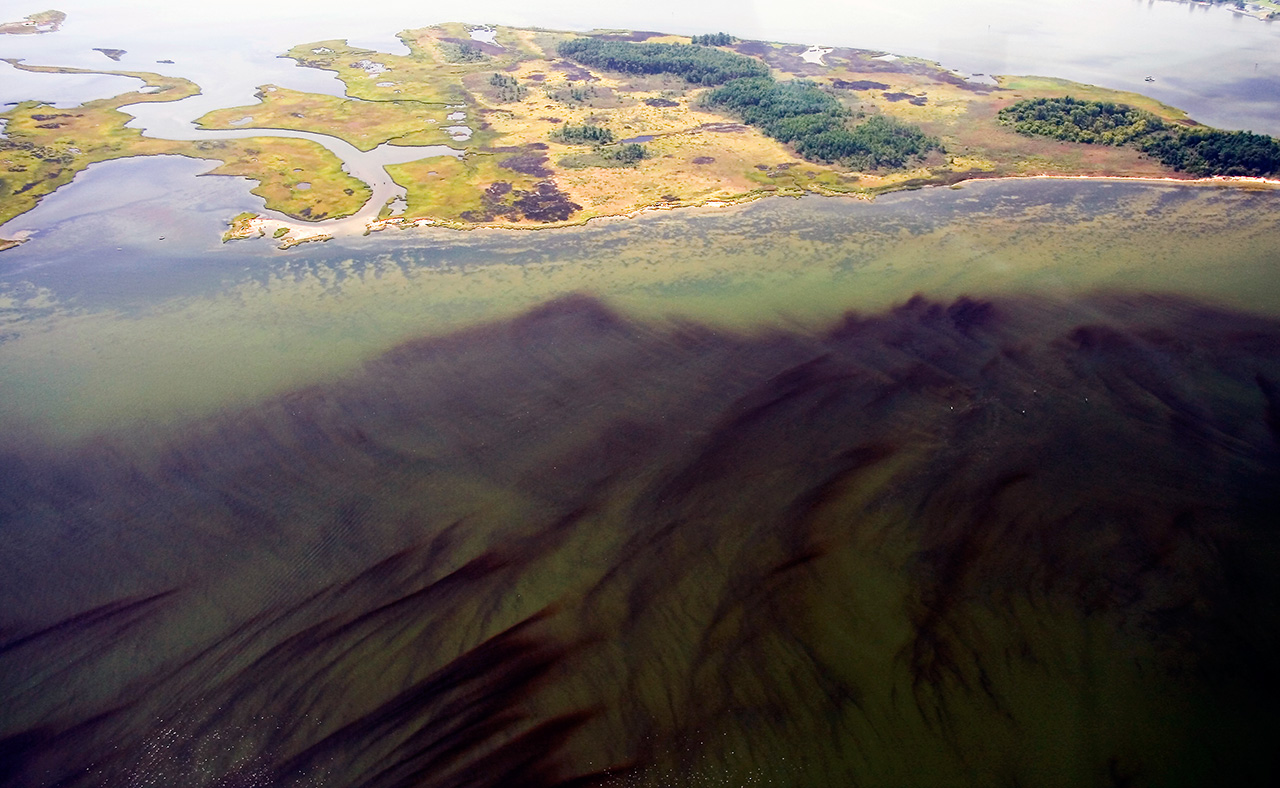 <p>An explosion of phytoplankton led to this harmful algal bloom on the York River, a tributary of the Chesapeake Bay.</p>