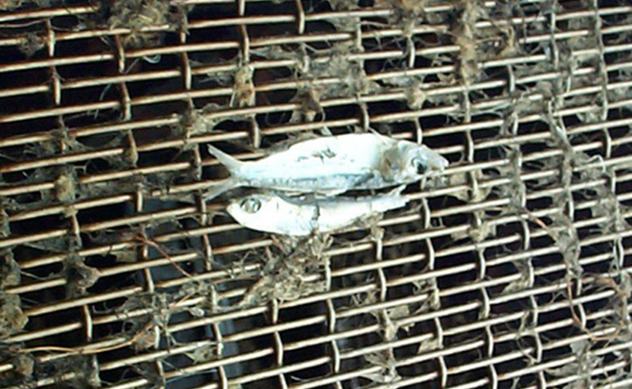 <p>While bay anchovy populations in the Chesapeake are in no immediate threat, they and other small fish such as these herring are vulnerable to power plant cooling water intakes. Source: US Environmental Protection Agency.</p>