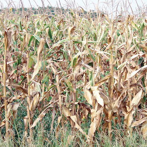 Corn and other crops withered during 2007 drought across the Delmarva Peninsula. (Photo courtesy of B. Fertig, IAN).