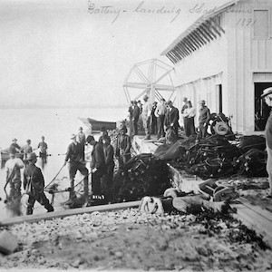 At fishing hatchery and lighthouse landing shad seine in 1891, Susquehanna River entrance, Maryland. (Photo courtesy of National Archives).