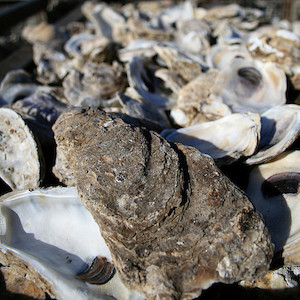 A collection of oyster shells. (Photo courtesy of J. Thomas, IAN).