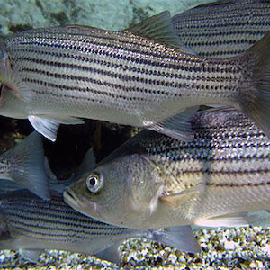A school of striped bass. (Photo courtesy by Bemep, Flickr commons).