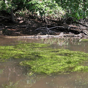 Floating mat of green algae present on the North Fork Tred Avon River in Easton, MD. (Photo courtesy of J. Hawkey, IAN).