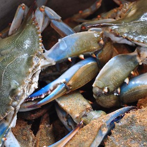 Blue crabs are an indicator to Bay health. They are vulnerable to pollution, habitat loss, and harvest pressures. (Photo courtesy of S. Smith, Flickr Commons)
