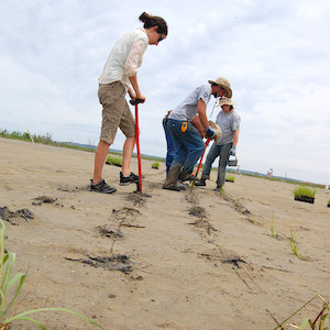 Volunteers participating in community stewardship plant marsh grasses on a barren island. (Photo courtesy flickr commons: Chesapeake Bay Program).