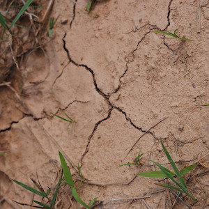 Photo taken in Hollymead, VA of cracked ground indicates drought and low rainfall. (Photo courtesy of Flickr commons: J. Rowe).