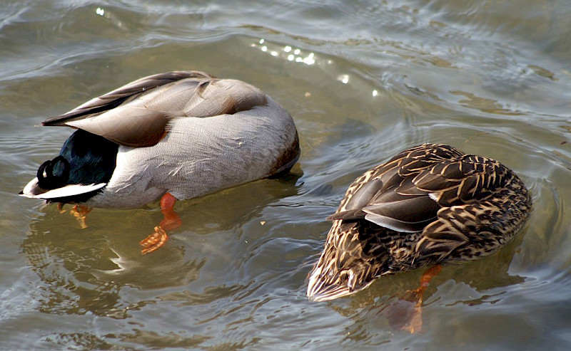 <p>A pair of mallard ducks reach for the underwater seagrass, an important food source for migratory waterfowl. Source: Larry Shushan.</p>