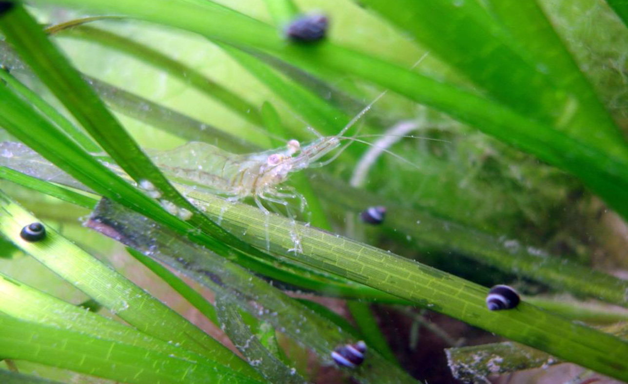 <p>Grass shrimp is one of many aquatic species that depend on seagrass habitat. Source: John Carroll.</p>