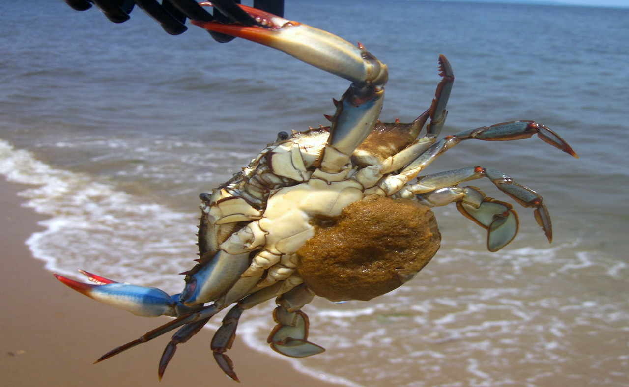 <p>For blue crabs, the adult female, shown here with eggs attached to her abdomen, is important to maintain the population. Source: Joe Reynolds.</p>