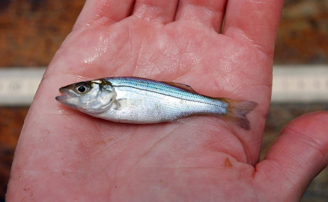 <p>The Chesapeake Bay is the primary spawning and nursery area for 70-90% of the Atlantic stocks of striped bass. Source: MD Department of Natural Resources.</p>