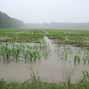 An excess amount of rain caused flooding to occur on crops and sent heavy amounts of fertilizer and chicken manure flowing into the Bay. (Photo courtesy of J. Hawkey, IAN).