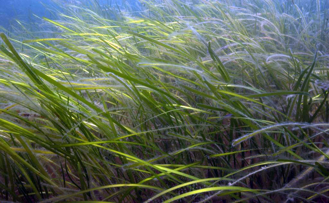 <p>When the Bay is low in chlorophyll and clear of excess algae, seagrasses are able to thrive. Source: InlandBays.org.</p>