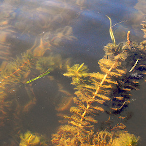The Susquehanna Flats in the upper Chesapeake Bay are an important habitat for underwater grasses (SAV), such as the Eurasian watermilfoil (photo by Chesapeake Bay Program).
