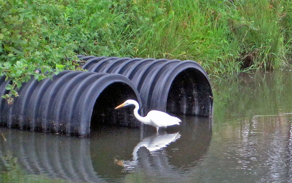 Egret in a local runoff pipe.