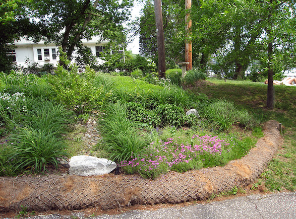 This native plant garden is utilizing 'living shoreline' techniques. The 'biolog' in the foreground is preventing erosion and benefits the water quality in Spa Creek.