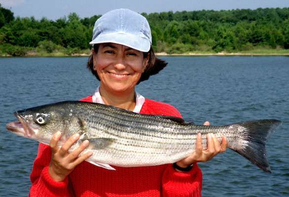 Striped bass have large tails and can maneuver well even in fast moving turbulent waters.