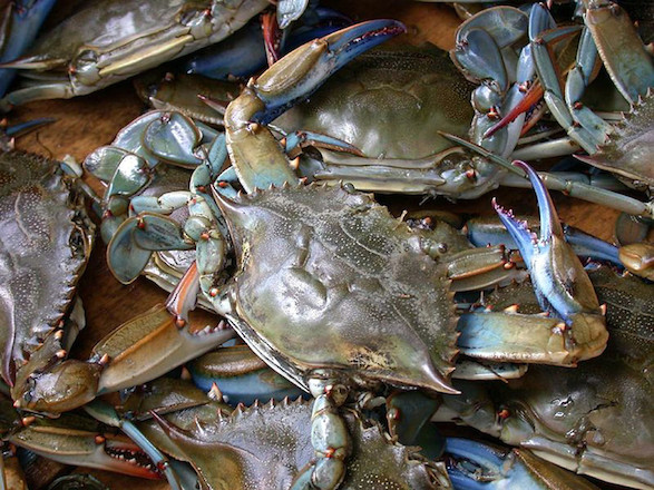 The blue crab is perhaps the most sought-after shellfish in the mid-Atlantic region, and is caught both commercially and recreationally.