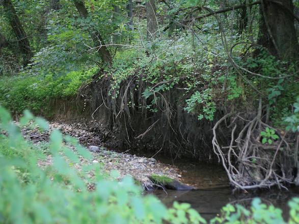 Incised stream banks, like this one that runs into Bush Creek in Monocacy National Battlefield, are caused by increased erosion when water runs off at high speed from nearby impervious surfaces. (Photo courtesy of J. Thomas, IAN).