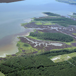 Water plumes coming off Parks Neck into the Honga River. Dark areas are widgeon grass (Ruppia maritima) meadows. (Photo courtesy of Jane Thomas, IAN).