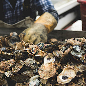 Butch Walters of Deal Island, MD, harvests oysters in the waters north of Deal Island. (Photo courtesy of Chesapeake Bay Program).