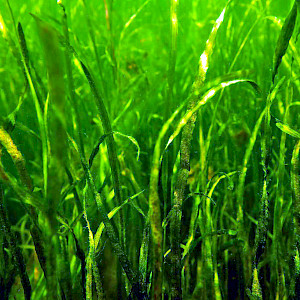 Aquatic vegetation at Susquehanna Flats. (Photo courtesy of Chesapeake Bay Program).