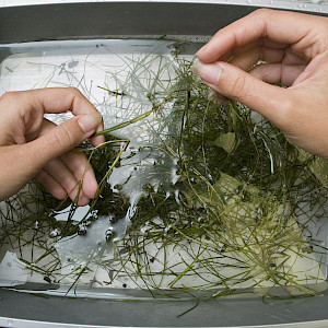 Sorting seagrass biomass for analysis of biomass, shoot length, nutrient content. (Photo courtesy of Adrian Jones, IAN).