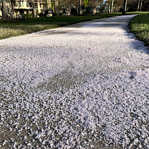A heavily salted sidewalk. (Photo courtesy of the Izaak Walton League of America).