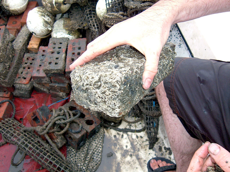 <p>Tube worms (seen on this brick) are a type of polychaete that is part of the benthic community. Other organisms are clams, amphipods, polychaetes, and isopods.</p>