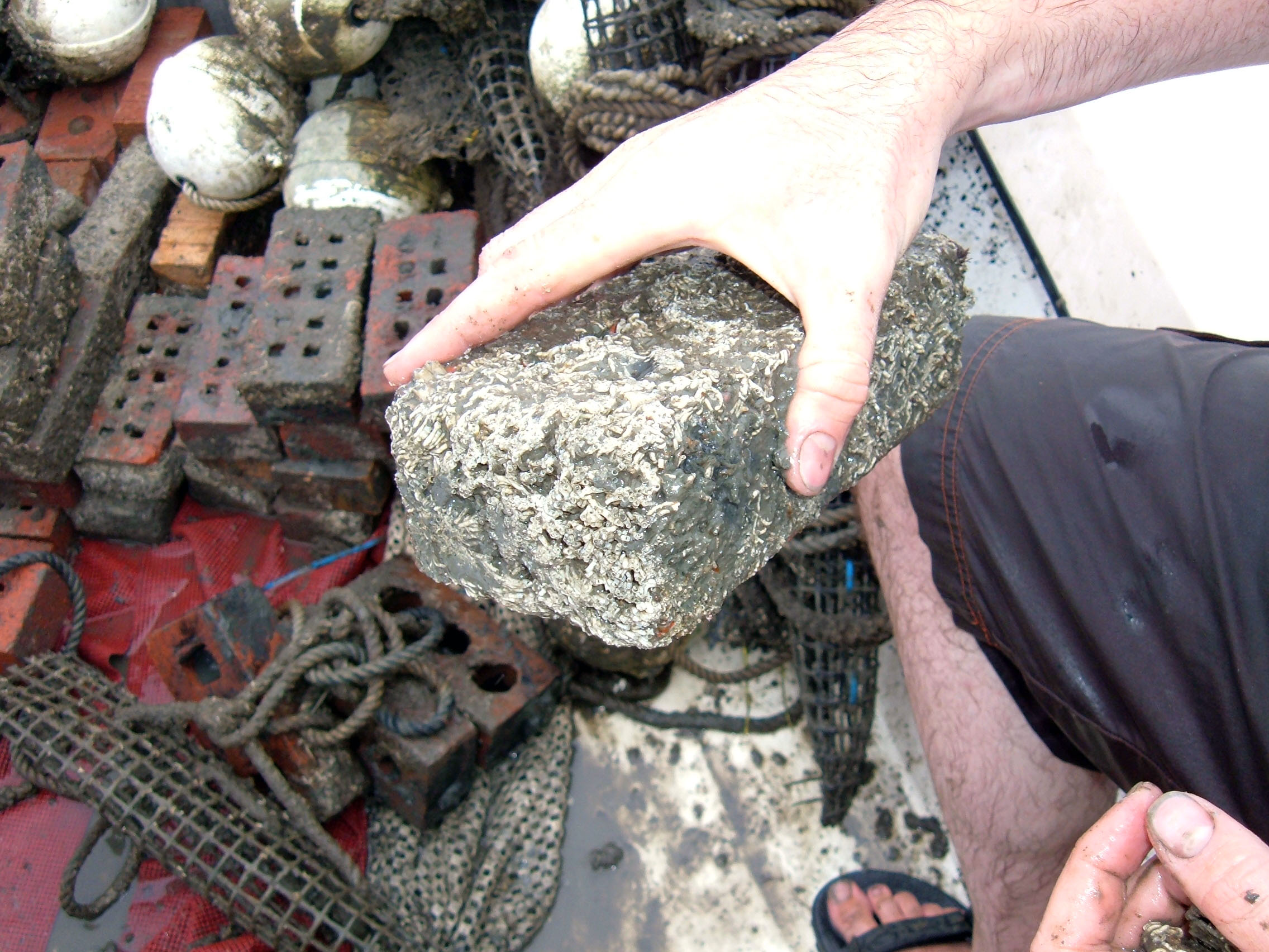 <p>Tube worms (seen on this brick) are a type of polychaete that is part of the benthic community. Other organisms are clams, amphipods, polychaetes, and isopods.</p>